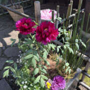 ヒメ日記 2026/04/08 12:00 投稿 中村あんな セカンドパートナー本店