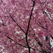 ヒメ日記 2026/03/13 22:50 投稿 平沢　まな プルプル京都性感エステ　はんなり