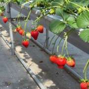 ヒメ日記 2026/03/09 15:28 投稿 るる クラブハート