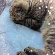 ヒメ日記 2025/10/24 18:58 投稿 一ノ瀬れい 恋する妻たち