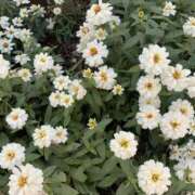 ヒメ日記 2025/09/24 23:23 投稿 かすみ モアグループ宇都宮人妻花壇