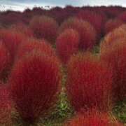 ヒメ日記 2025/10/21 20:03 投稿 叶和(とわ) MERMAID～マーメイド～