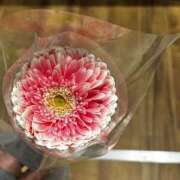 叶和(とわ) 明日 MERMAID～マーメイド～