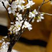 ヒメ日記 2026/04/04 18:17 投稿 叶和(とわ) MERMAID～マーメイド～