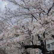 ヒメ日記 2026/03/28 08:03 投稿 三浦 華恋人(カレント)