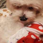 ヒメ日記 2025/11/10 17:12 投稿 いつき 西東京市小平ちゃんこ