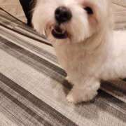 いつき 出勤しました♡*.+ 西東京市小平ちゃんこ