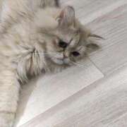 ゆうな ひさしぶり しろうとCollection