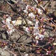 ヒメ日記 2026/03/26 21:47 投稿 ゆうな しろうとCollection