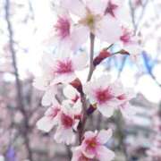 ヒメ日記 2026/04/02 12:07 投稿 ゆうな しろうとCollection