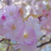 ヒメ日記 2026/04/06 12:37 投稿 ゆうな しろうとCollection