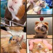 ヒメ日記 2025/12/15 04:10 投稿 もえか 奥鉄オクテツ神奈川店（デリヘル市場グループ）