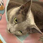 ヒメ日記 2025/09/27 23:35 投稿 三原せつな THE痴漢電車.com