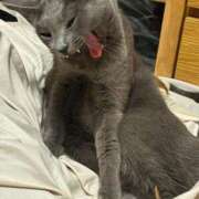 ヒメ日記 2025/11/12 00:53 投稿 三原せつな THE痴漢電車.com