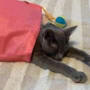 ヒメ日記 2025/12/28 16:03 投稿 三原せつな THE痴漢電車.com