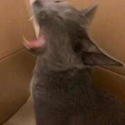 ヒメ日記 2026/01/01 00:03 投稿 三原せつな THE痴漢電車.com