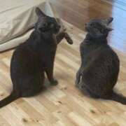 ヒメ日記 2026/01/04 18:23 投稿 三原せつな THE痴漢電車.com