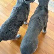 ヒメ日記 2026/01/06 23:33 投稿 三原せつな THE痴漢電車.com