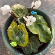 ヒメ日記 2026/01/19 14:33 投稿 三原せつな THE痴漢電車.com