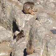 ヒメ日記 2026/03/29 18:43 投稿 三原せつな THE痴漢電車.com