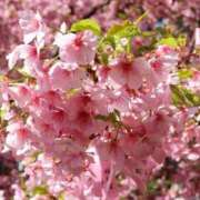 ヒメ日記 2026/03/28 12:23 投稿 綾音ゆみ 五反田マーマレード(ユメオト)