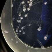 芹香(せりか) 次回は… モアグループ西川口人妻城