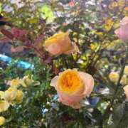 ヒメ日記 2025/11/05 18:10 投稿 まお★S級容姿端麗×女子アナ系 Bell～S級美女お姉様・人妻デリヘル～