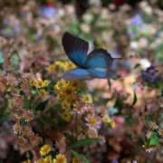 ヒメ日記 2025/12/03 22:59 投稿 ひかる 新宿本店 ぽちゃカワ女子専門店