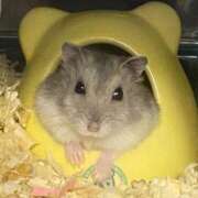 ヒメ日記 2025/12/18 00:18 投稿 ひかる 新宿本店 ぽちゃカワ女子専門店