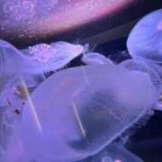 ヒメ日記 2025/10/01 08:41 投稿 愛莉(あいり) 可憐な妻たち 太田店