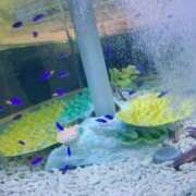 ヒメ日記 2026/01/16 18:02 投稿 きい SOAPLAND LOVE FACTORY