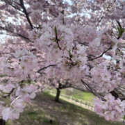 ヒメ日記 2026/04/13 09:00 投稿 三宅ゆうか セカンドパートナー本店