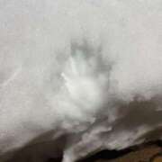 ヒメ日記 2026/01/29 19:02 投稿 ハンナ バニーコレクション新潟店