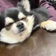 ヒメ日記 2026/02/01 19:29 投稿 ハンナ バニーコレクション新潟店