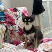 ヒメ日記 2026/02/28 00:35 投稿 ハンナ バニーコレクション新潟店