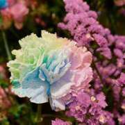 ヒメ日記 2025/10/03 14:33 投稿 唯月　彩華 雫(しずく)