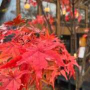 ヒメ日記 2025/10/07 11:51 投稿 唯月　彩華 雫(しずく)