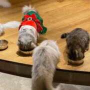 ヒメ日記 2025/12/20 00:49 投稿 てまり G-SCANDAL