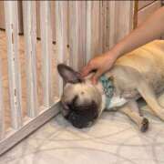 ヒメ日記 2025/12/29 23:39 投稿 てまり G-SCANDAL