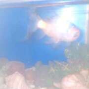 きき 出勤していたのに🥲 One More 奥様 鶯谷店