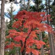 ヒメ日記 2025/11/17 11:45 投稿 さなえ 渋谷蘭の会