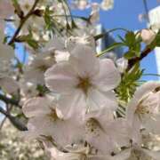 ヒメ日記 2026/04/04 12:08 投稿 さなえ 渋谷蘭の会