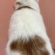 ヒメ日記 2025/11/20 06:29 投稿 けいこ モアグループ神栖人妻花壇