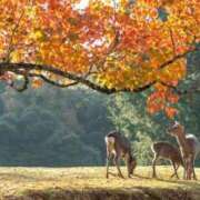 ヒメ日記 2025/10/20 08:09 投稿 みすず ハイブリッドヘルス小岩中央