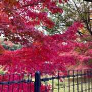 ヒメ日記 2025/11/24 15:58 投稿 かえで 京都祇園・南インターちゃんこ