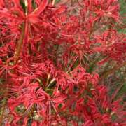 ヒメ日記 2025/09/25 22:36 投稿 あみ ぼくらのデリヘルランドin久喜店