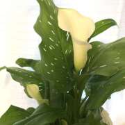 つばさ 🪴 大宮baton