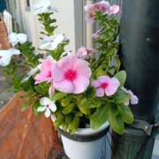 ヒメ日記 2025/10/15 11:38 投稿 あまねさん 鶯谷のデリヘル桃山