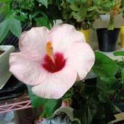 ヒメ日記 2025/11/06 07:49 投稿 あまねさん 鶯谷のデリヘル桃山