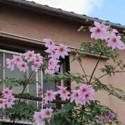 ヒメ日記 2025/11/18 21:12 投稿 あまねさん 鶯谷のデリヘル桃山